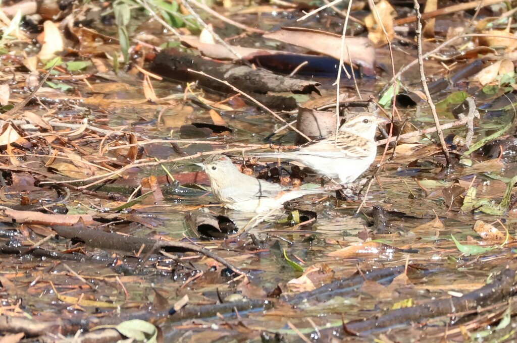 Leiothlypis luciae (Lucy's Warbler), California species