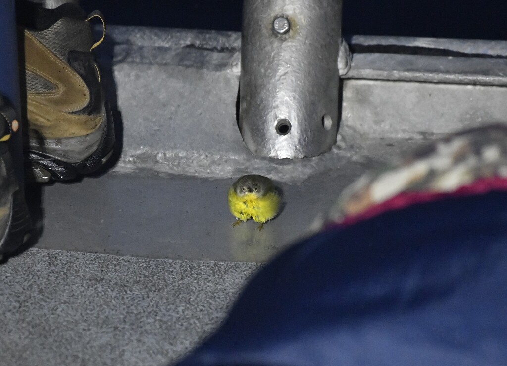 Leiothlypis ruficapilla (Nashville Warbler), California species