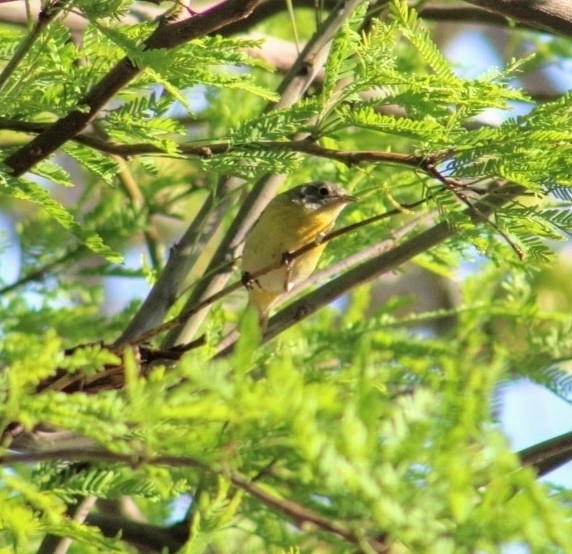 Leiothlypis virginiae (Virginia's Warbler), California species