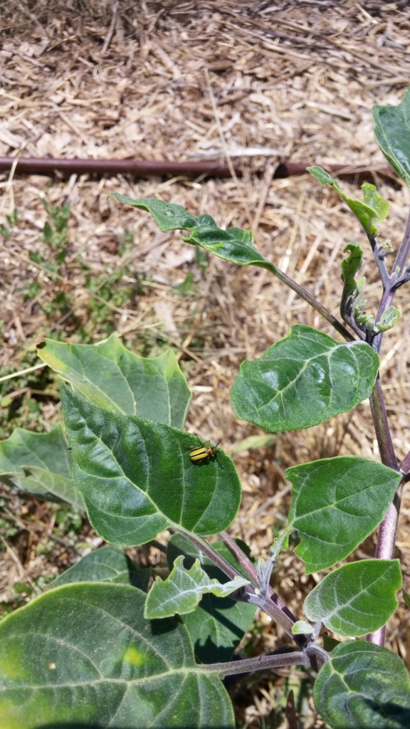 Lema daturaphila (Three-lined Potato Beetle), California species