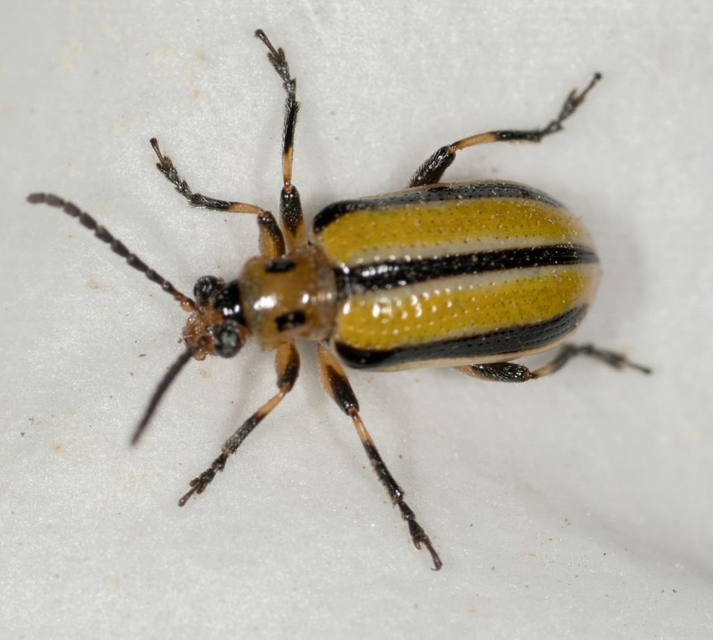 Lema trivittata (Three-lined Lema Beetle), California species