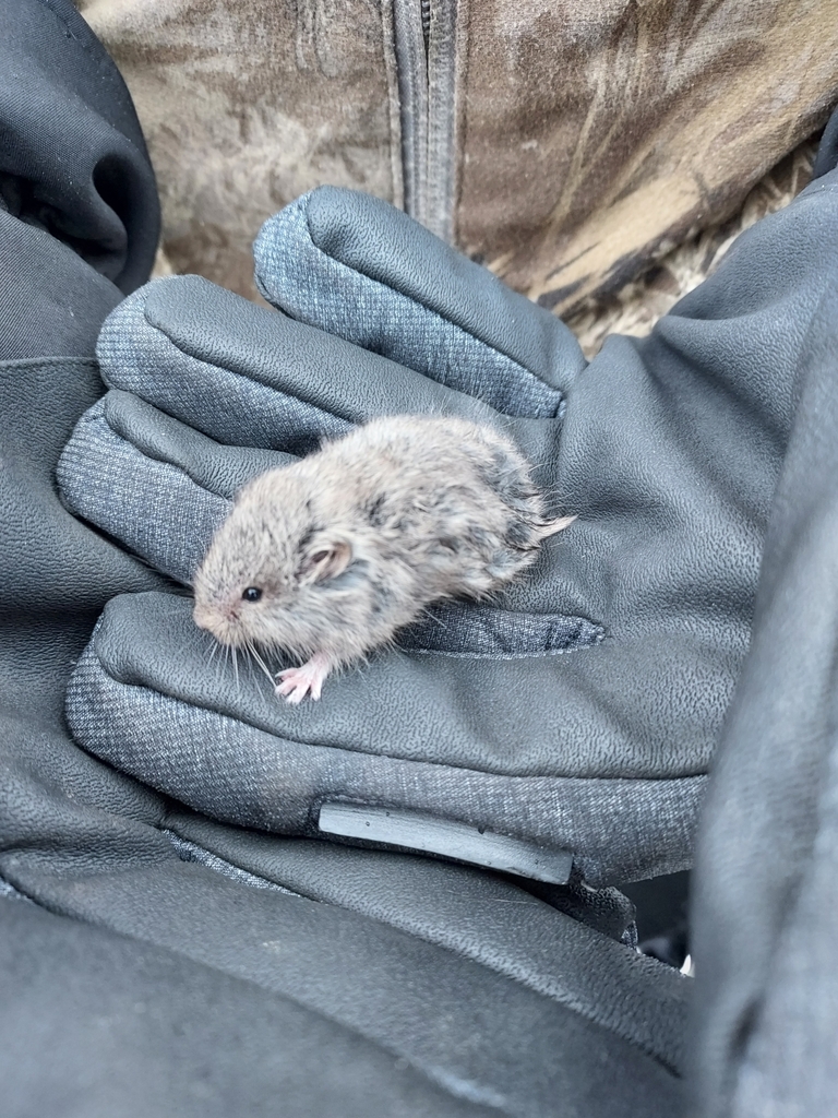 Lemmiscus curtatus (Sagebrush Vole), California species