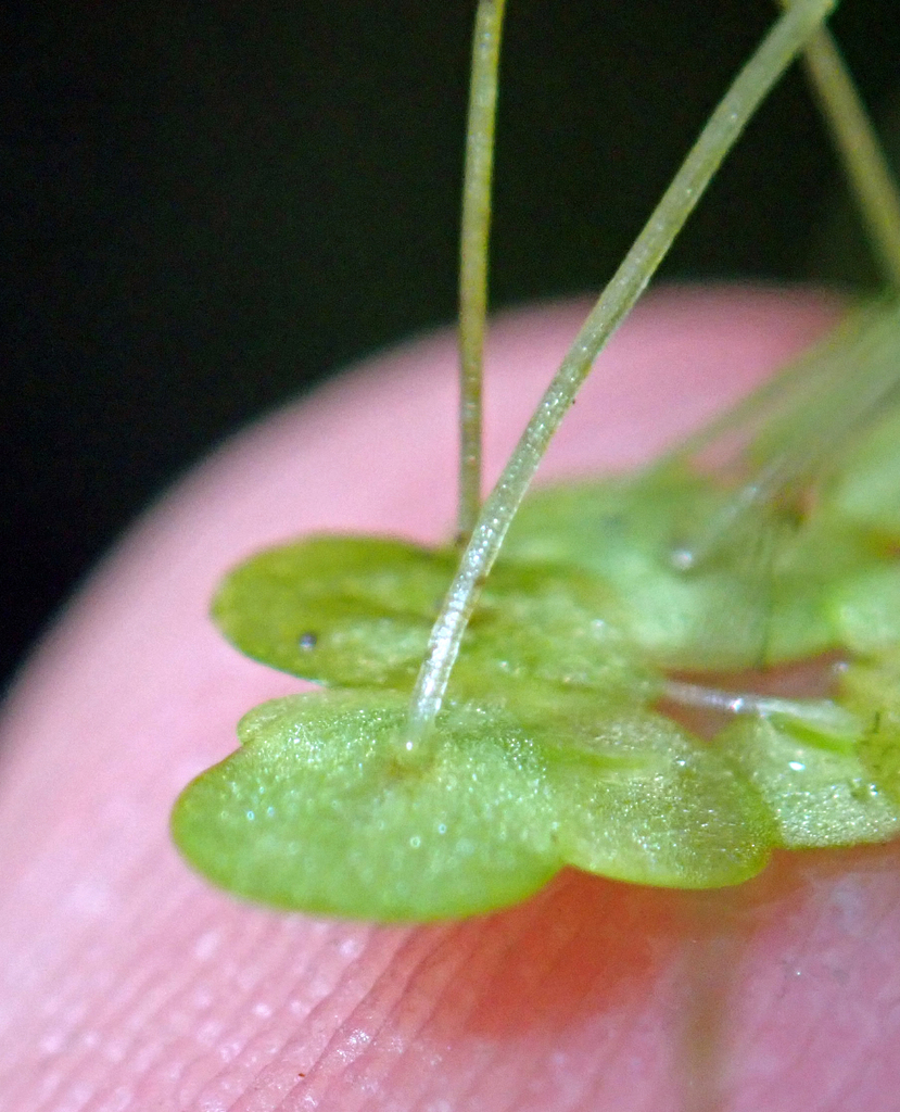 Lemna aequinoctialis (Lesser duckweed), native California herb
