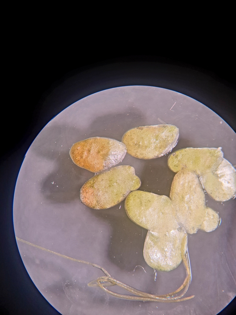 Lemna gibba (Duckweed), native California herb