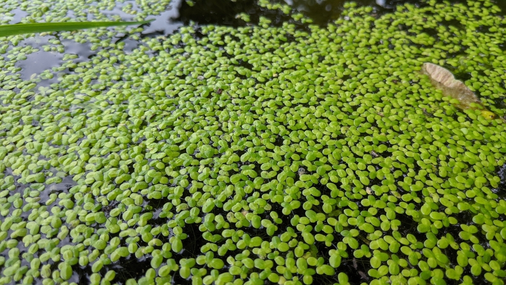 Lemna minor (Smaller duckweed), native California herb
