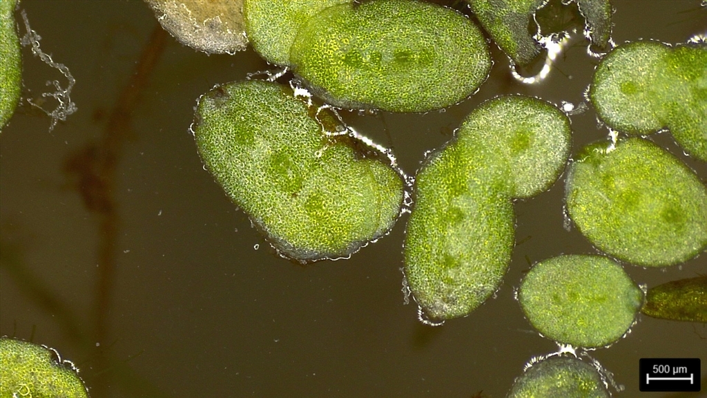 Lemna minuta (Least duckweed), native California herb