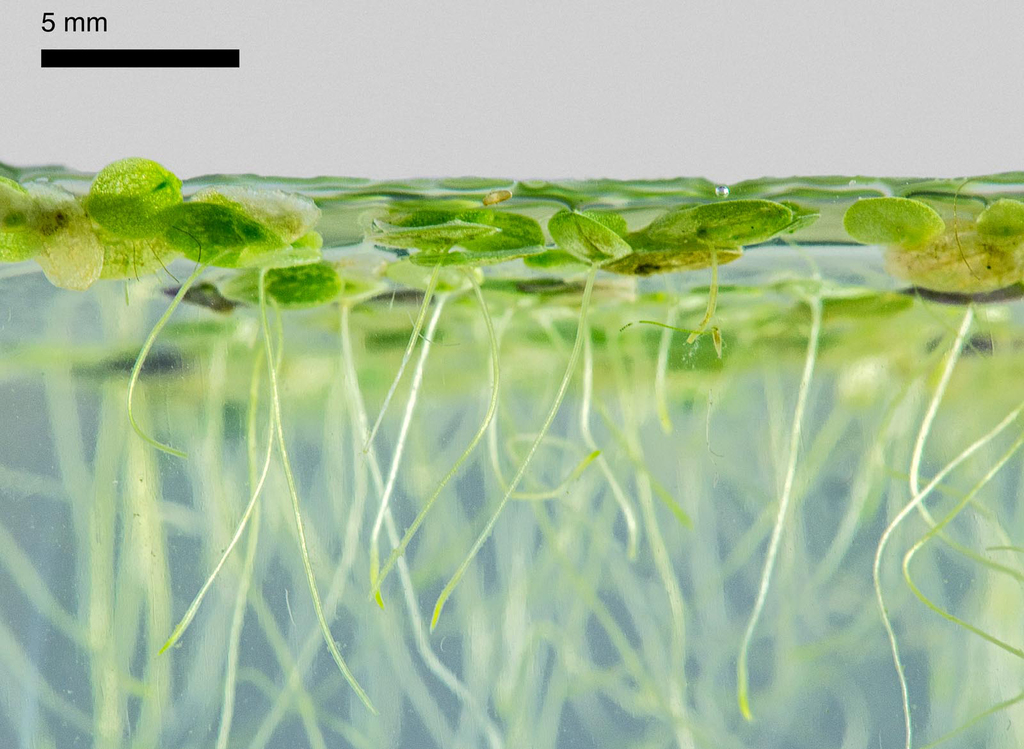 Lemna sp. (Duckweed), native California perennial