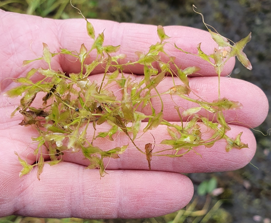 Lemna trisulca (Ivy leaved duckweed), native California herb