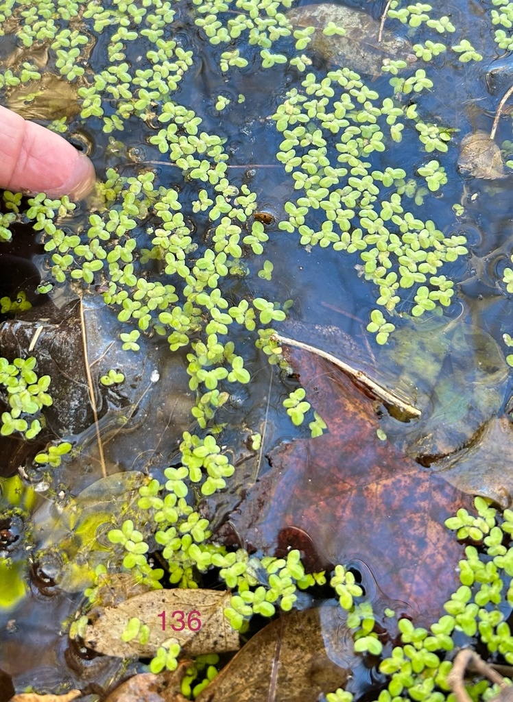 Lemna turionifera (Turion duckweed), native California herb