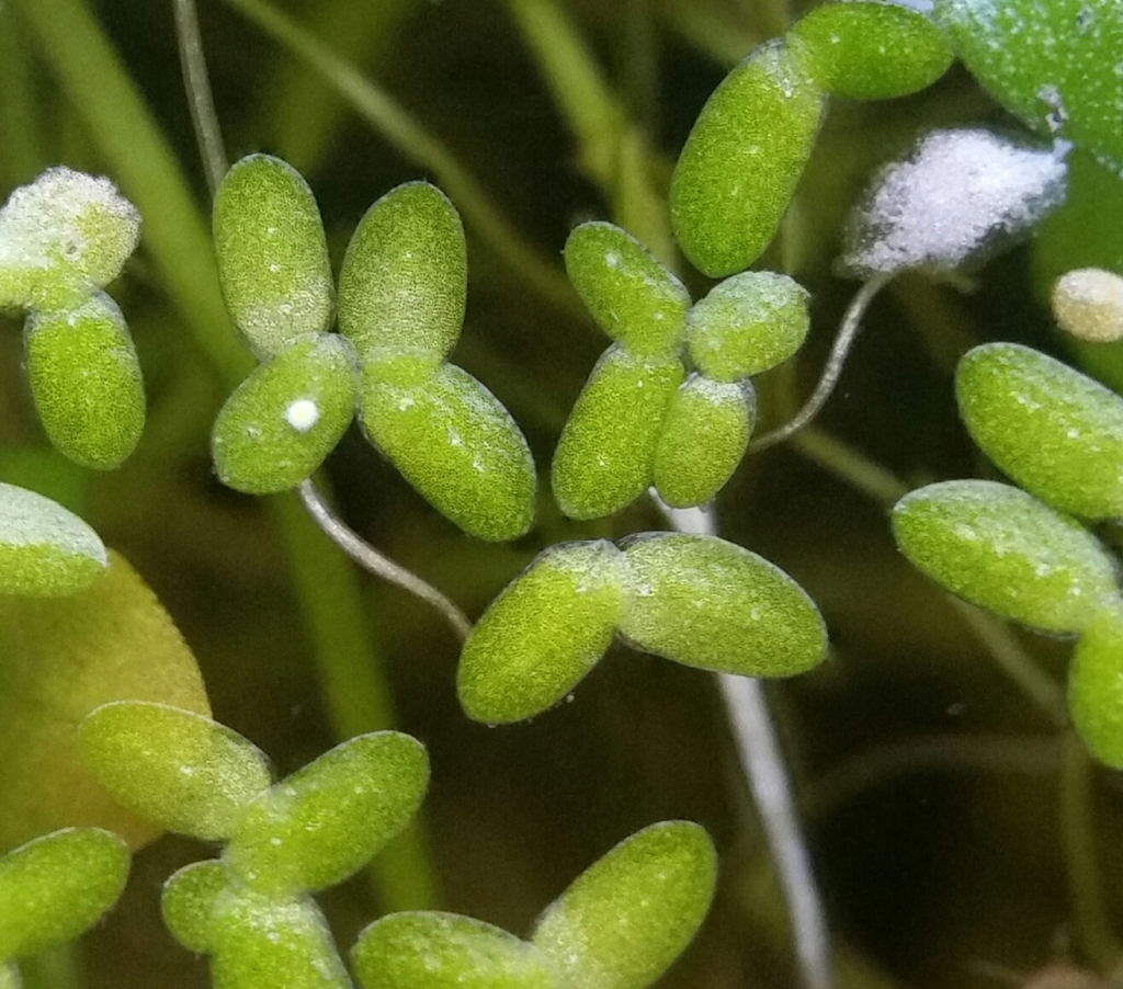 Lemna valdiviana (Valdivia duckweed), native California herb