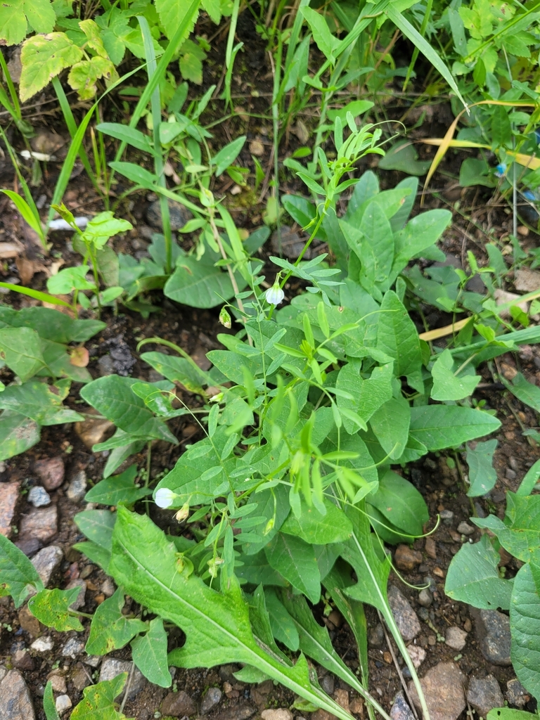 Lens culinaris (Lentil), non-native California herb