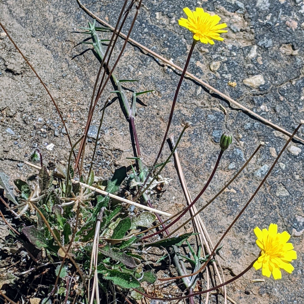 Leontodon saxatilis — parent species of Leontodon saxatilis subsp. longirostris