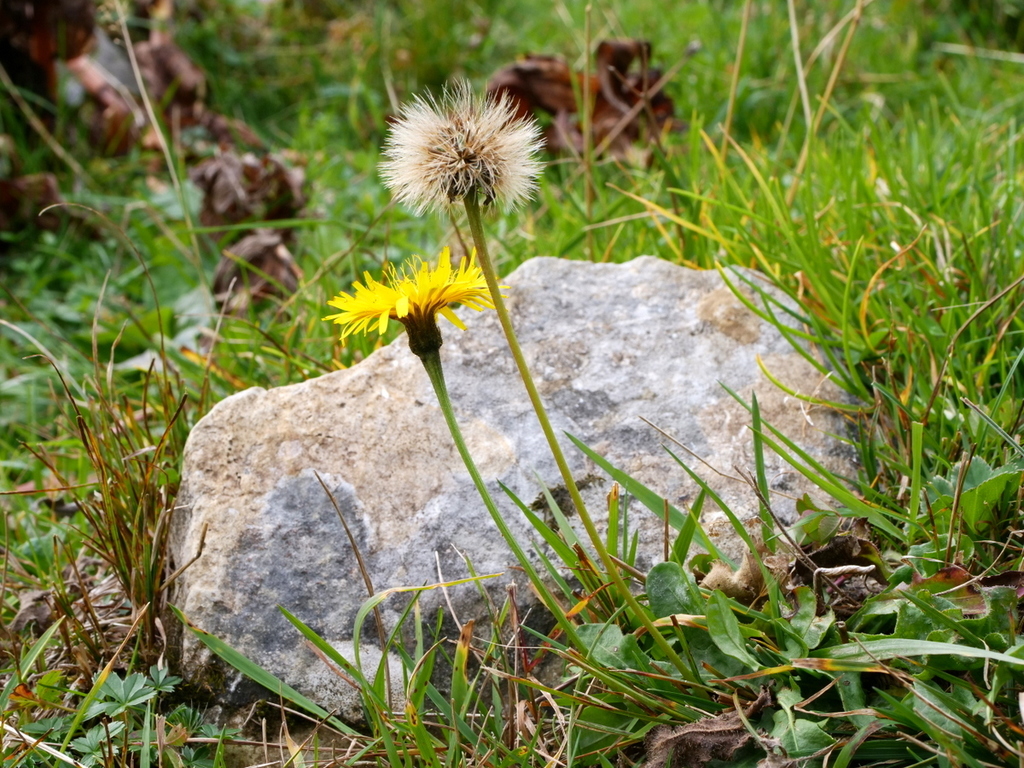 Leontodon sp. (Hawkbit), non-native California perennial