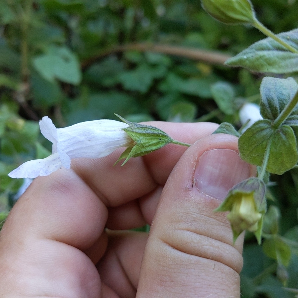 Lepechinia cardiophylla (Heart-leaved pitcher sage), native California shrub