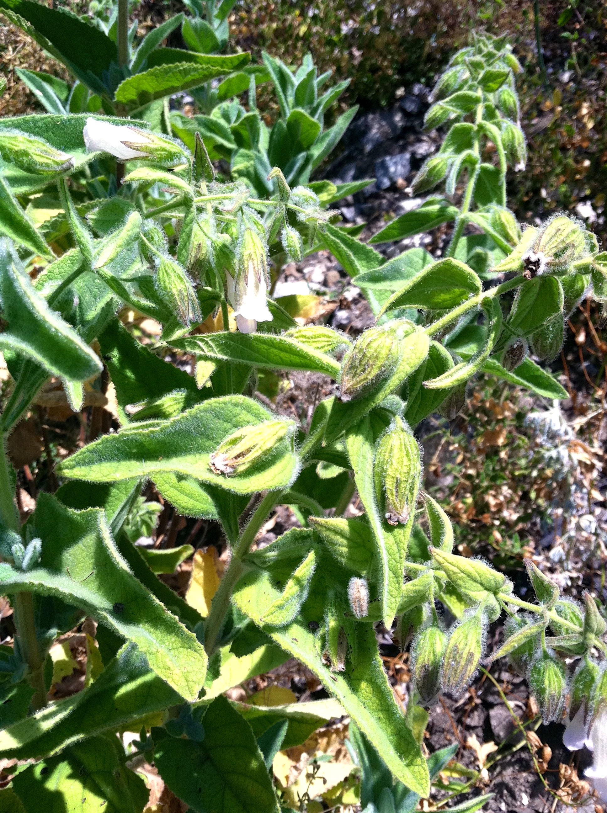 Lepechinia fragrans (Fragrant pitcher sage), native California shrub