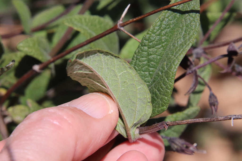 Lepechinia ganderi (Gander's pitcher sage), native California shrub
