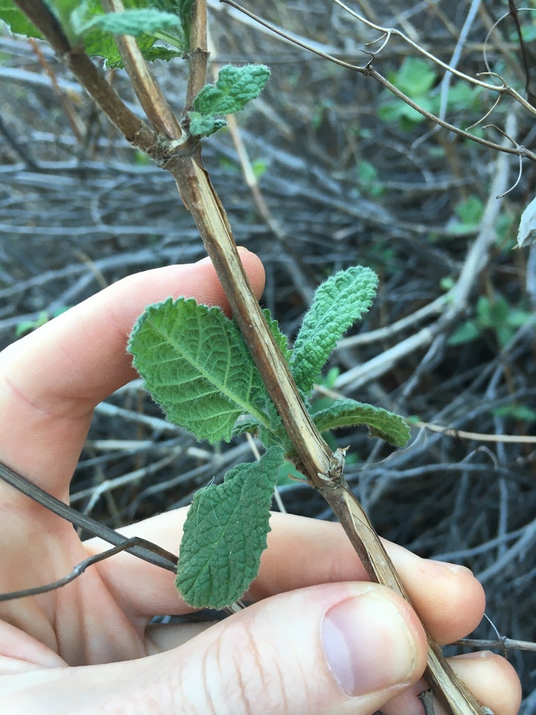 Lepechinia rossii (Ross' pitcher sage), native California shrub