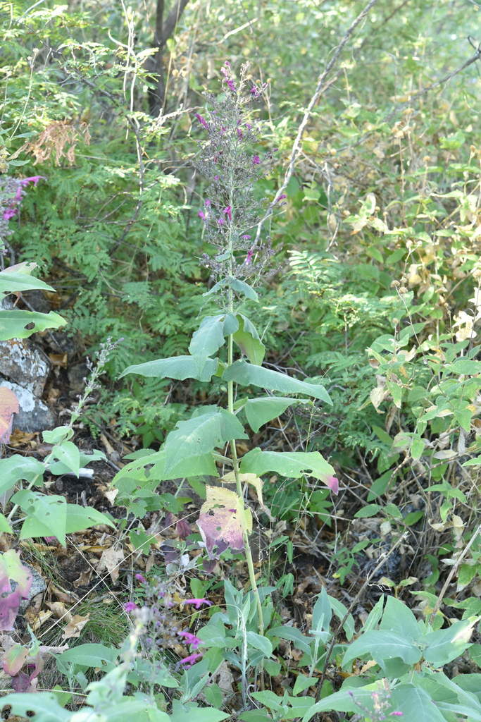 Lepechinia sp. (Pitcher sage), native California perennial