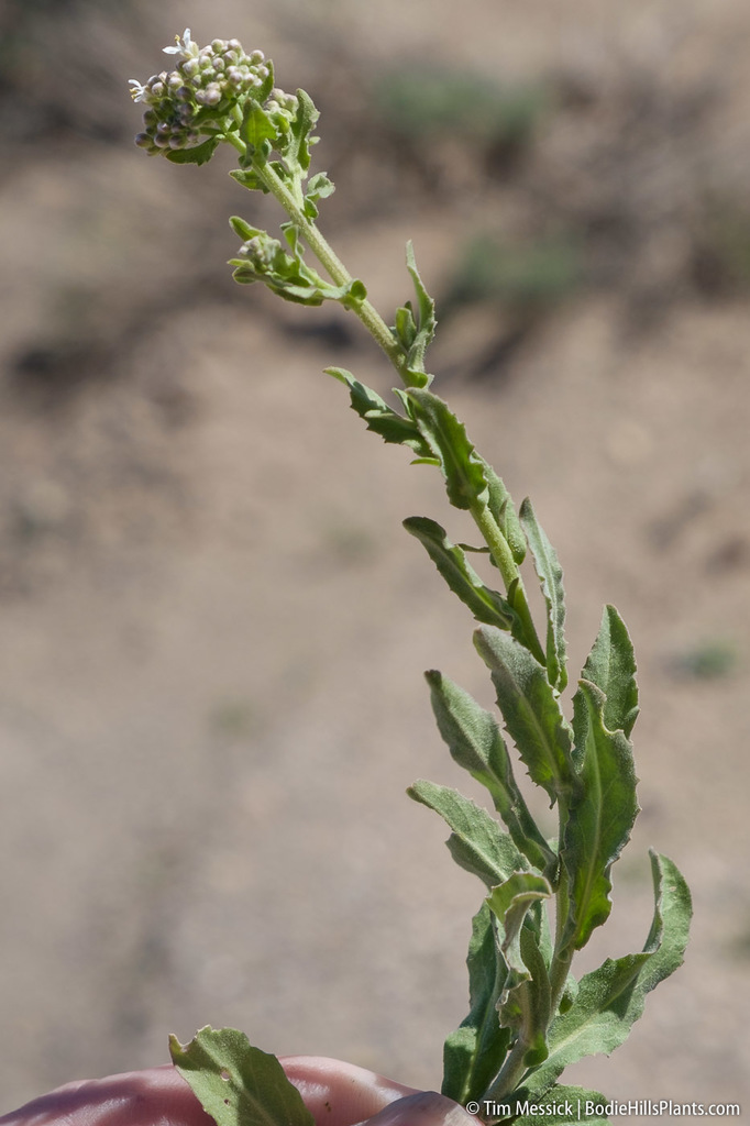 Lepidium appelianum (White-top), non-native California herb