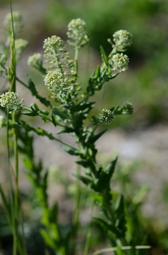 Lepidium campestre (Cow cress), non-native California herb