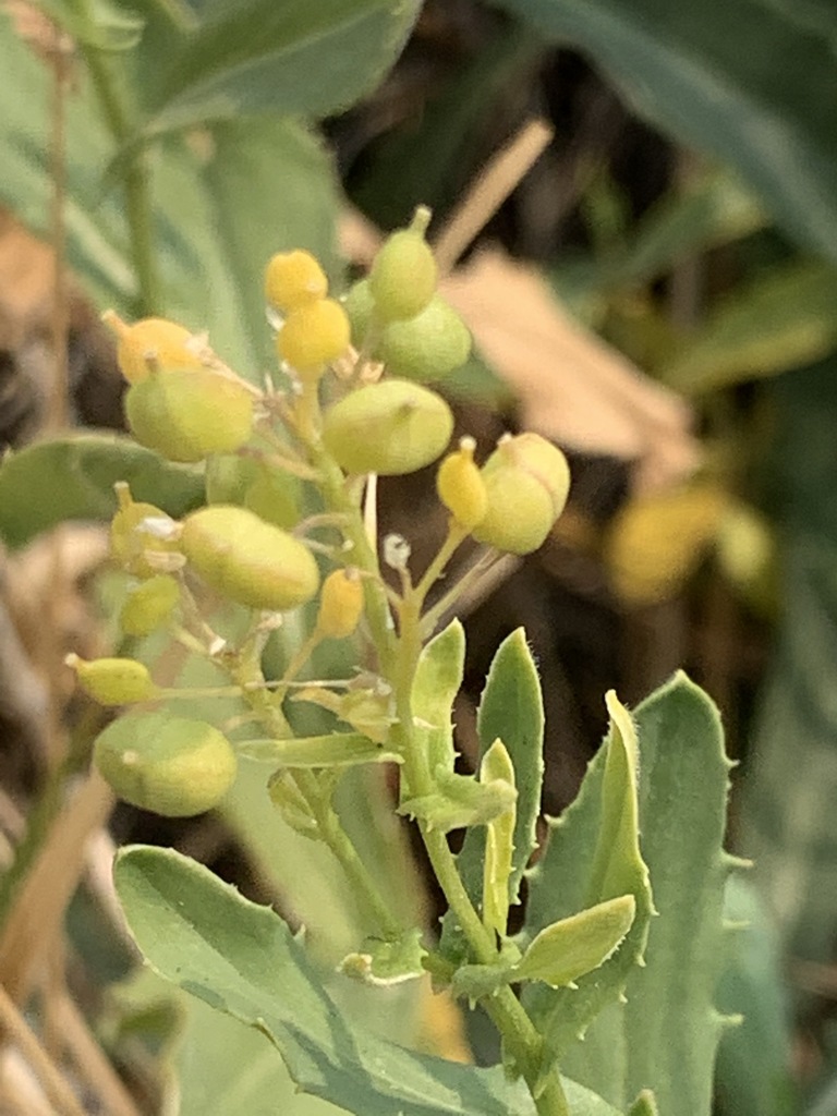 Lepidium chalepense (Lens-podded hoary cress), non-native California shrub
