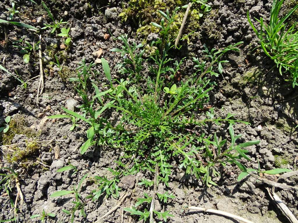 Lepidium coronopus (Swine cress), non-native California herb