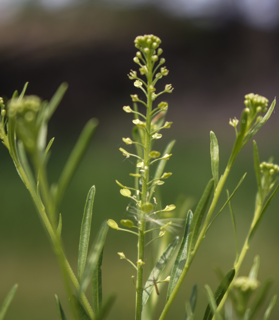 Lepidium densiflorum (Common pepper grass), native California herb