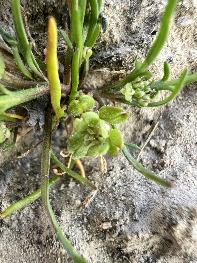 Lepidium dictyotum (Alkali pepperweed), native California herb