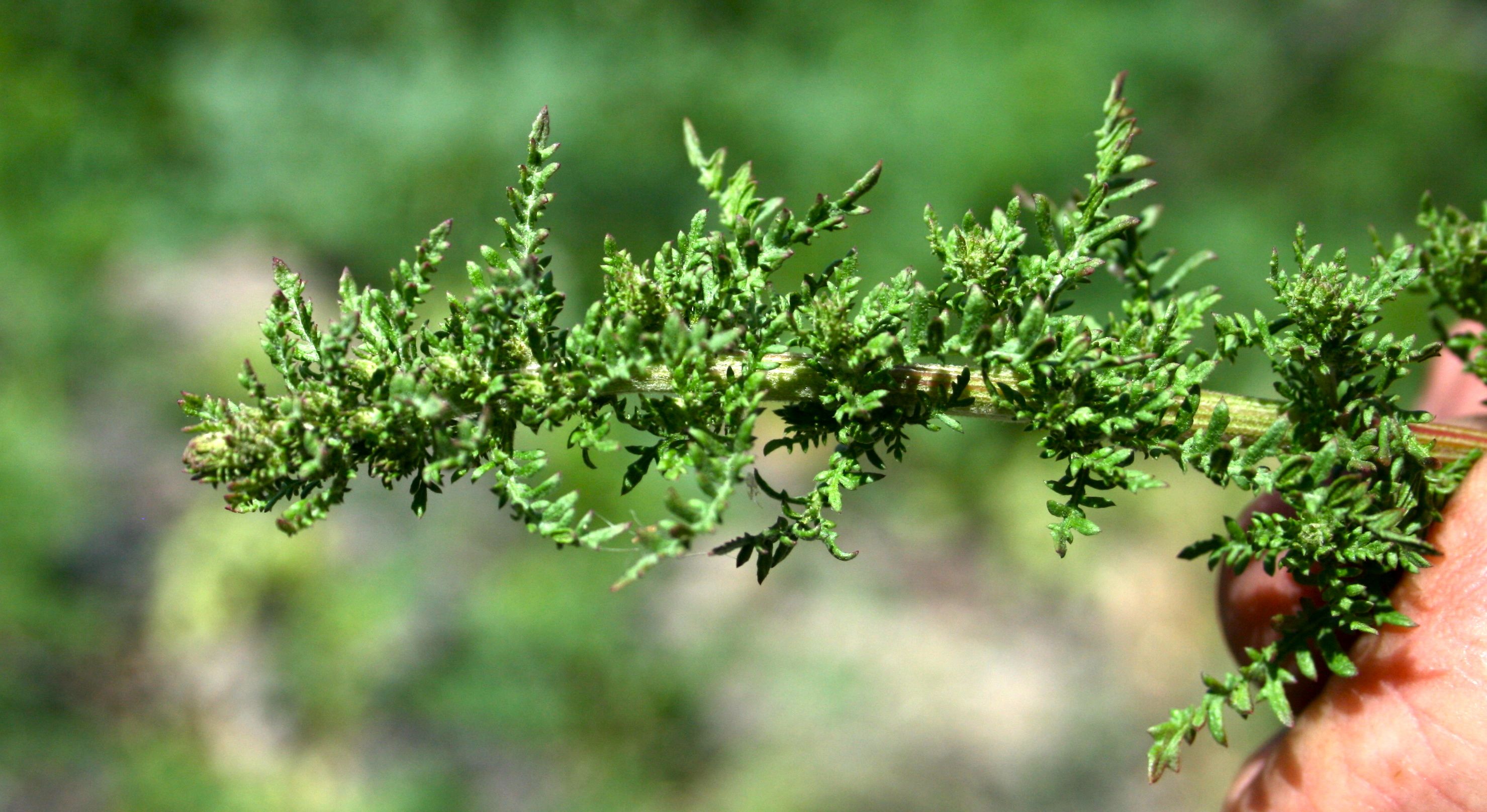 Lepidium didymum (Lesser swine cress), non-native California herb