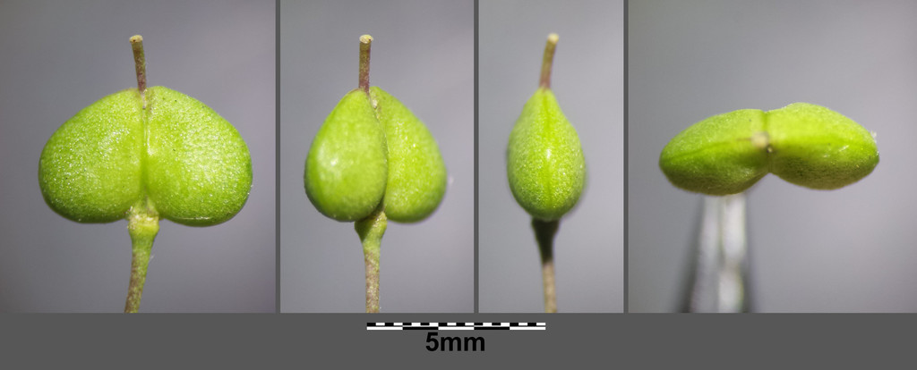 Lepidium draba (Heart-podded hoary cress), non-native California herb