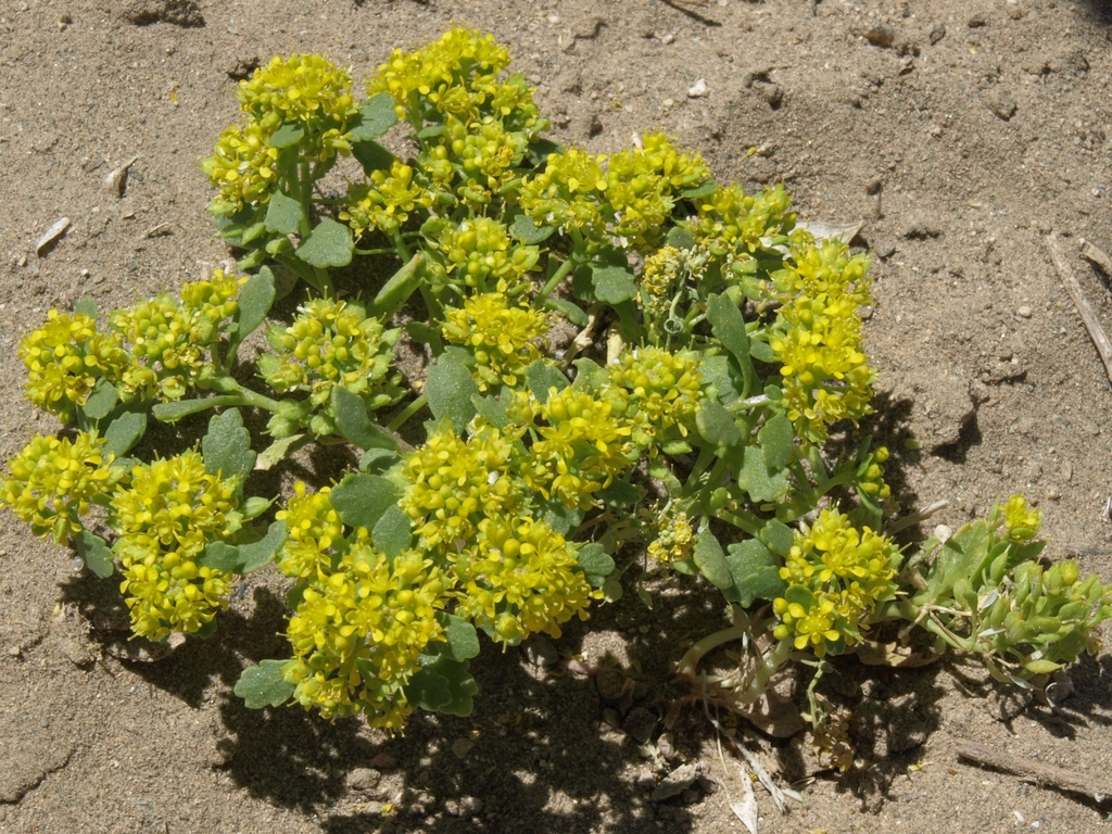 Lepidium flavum var. felipense (Borrego Valley pepper-grass), California herb