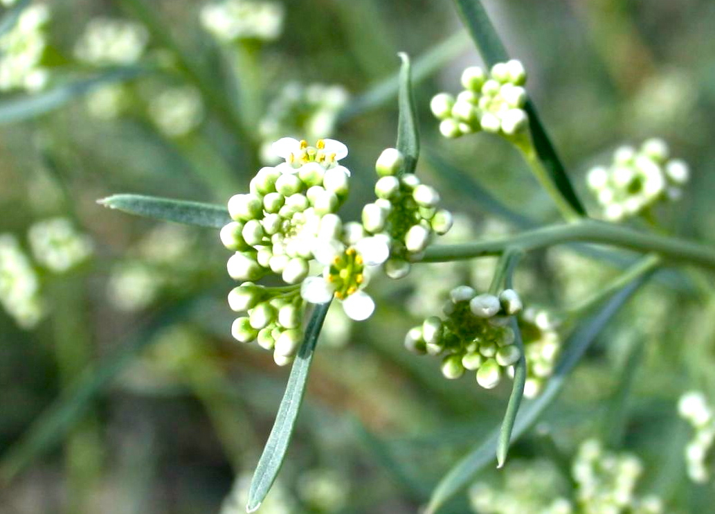 Lepidium fremontii (Desert allysum), native California shrub