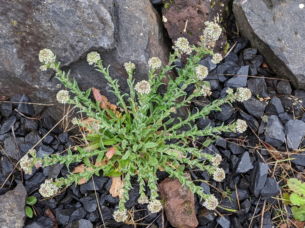 Lepidium heterophyllum (Purpleanther field pepperweed), non-native California herb