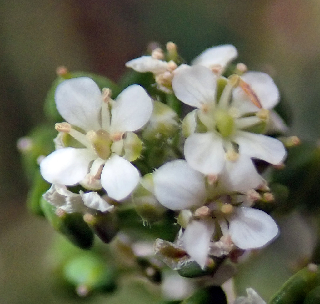 Lepidium jaredii ssp. album (Panoche pepper-grass), California herb