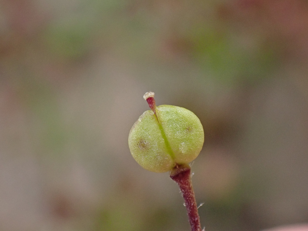 Lepidium jaredii (Jared's peppergrass), native California herb