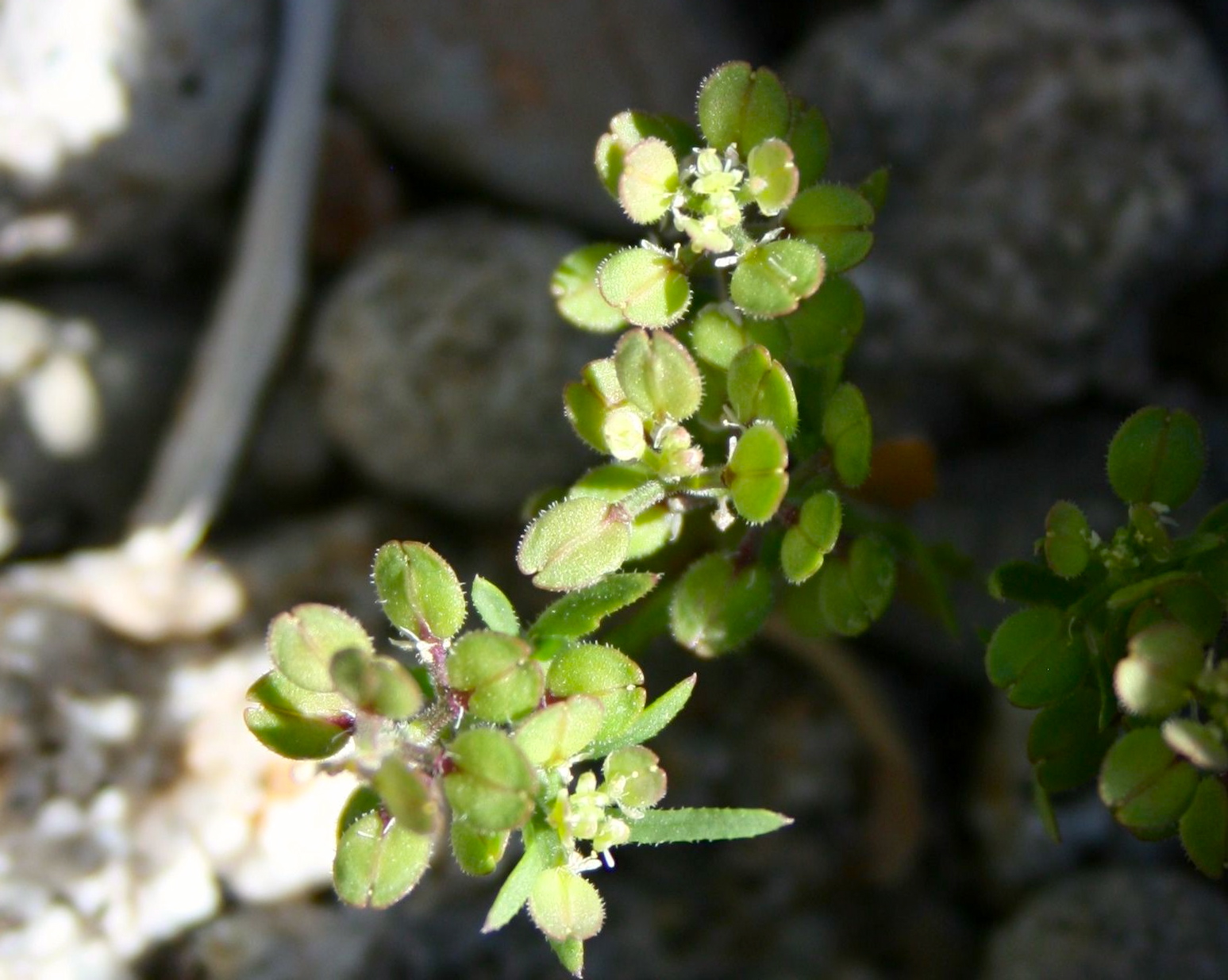 Lepidium lasiocarpum subsp. lasiocarpum, native California herb