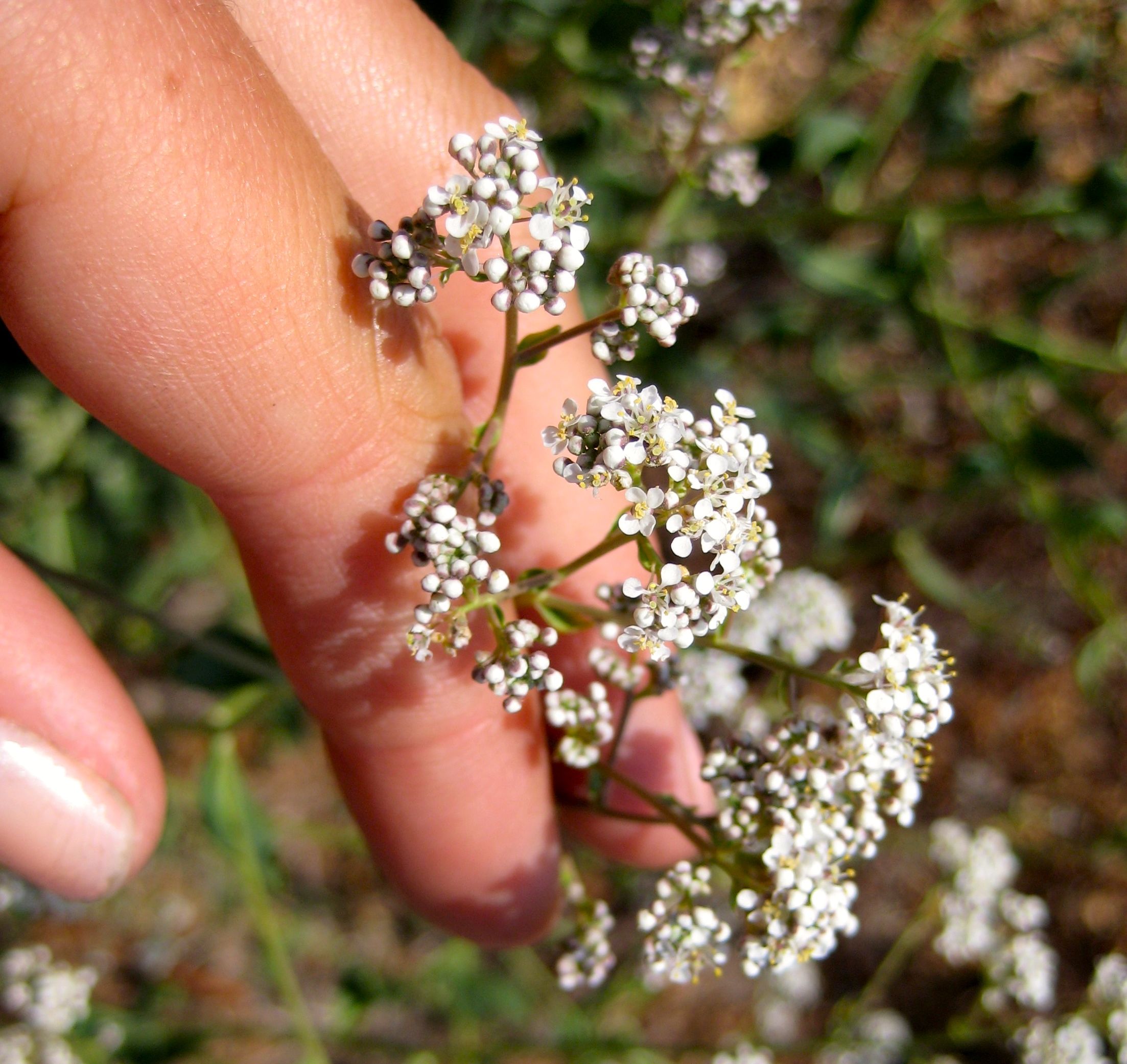 Lepidium latifolium (Perennial pepperweed), non-native California herb