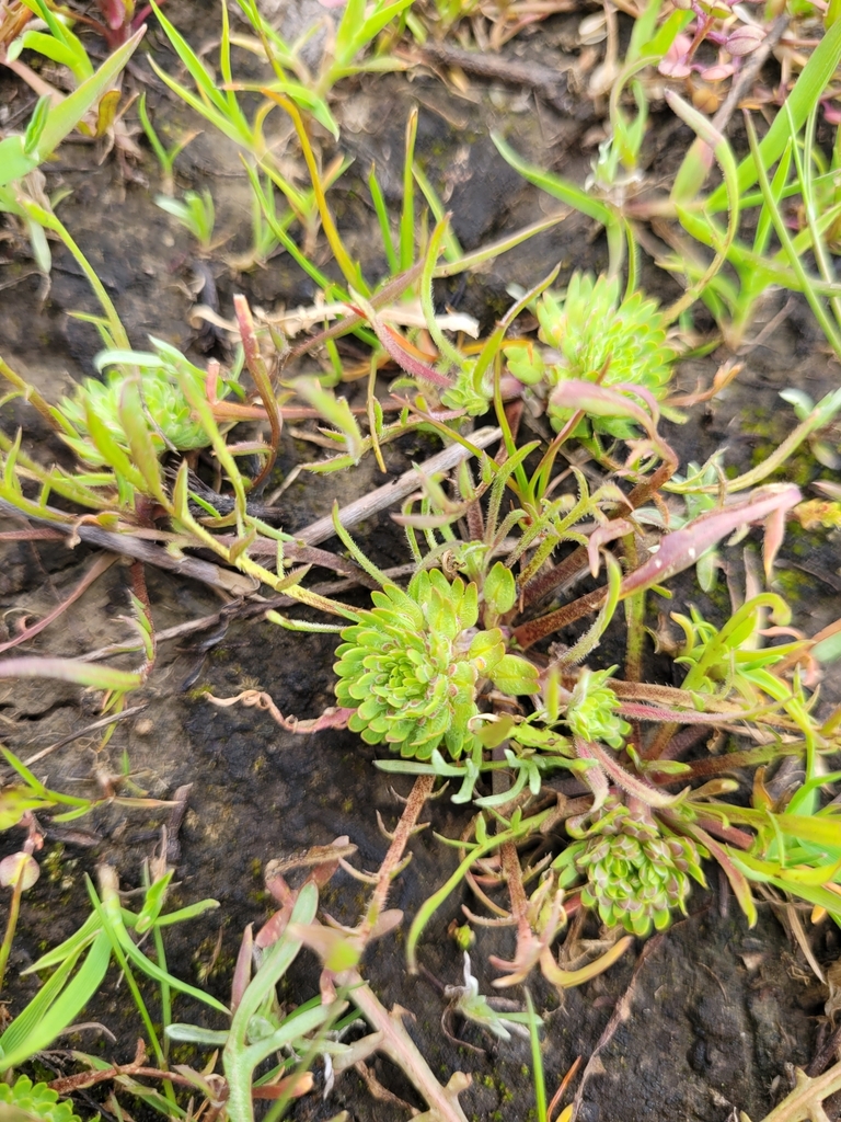 Lepidium latipes — parent species of Lepidium latipes var. heckardii