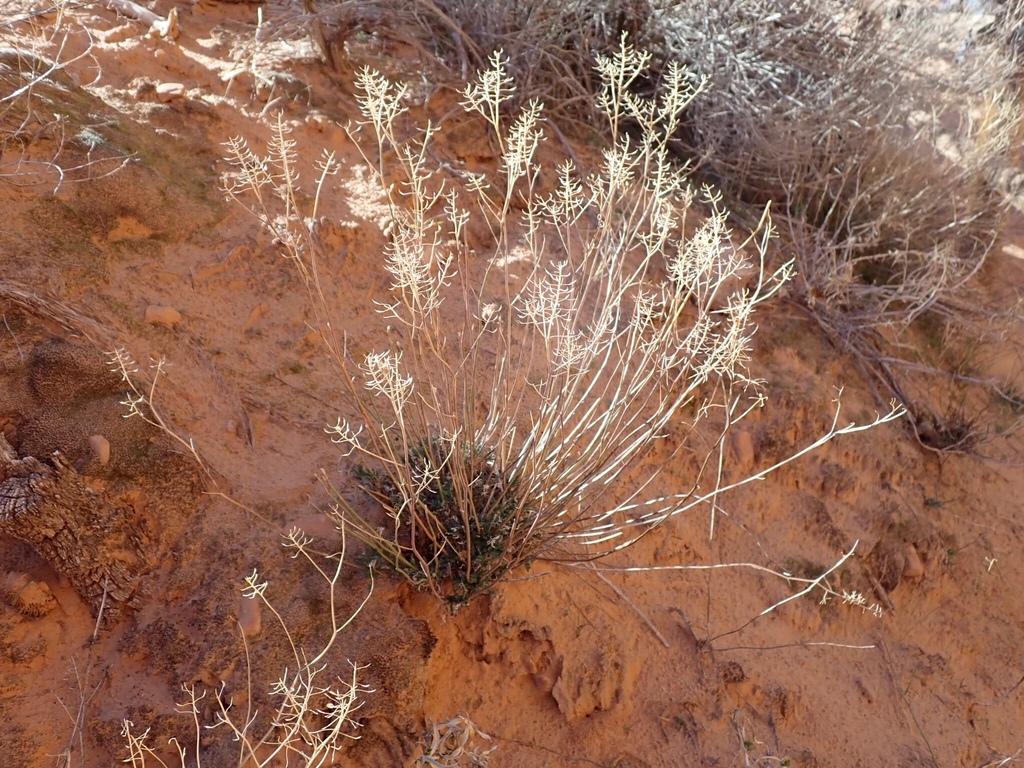 Lepidium montanum (Mountain pepper grass), native California subshrub
