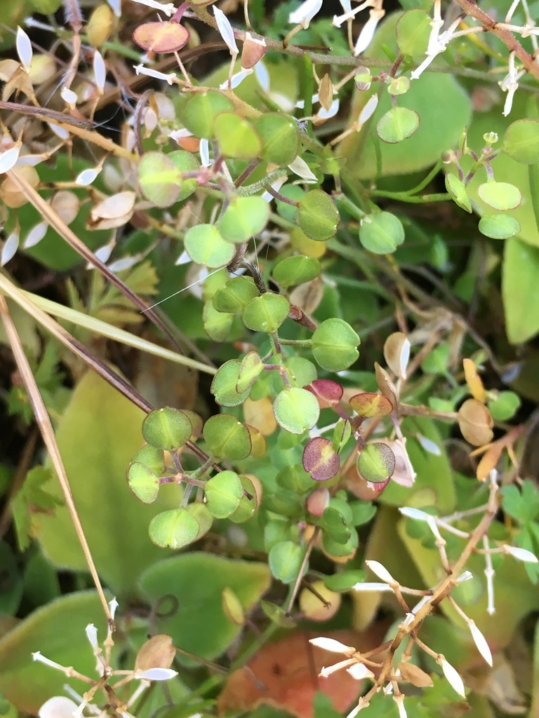 Lepidium nitidum (Peppergrass), native California herb