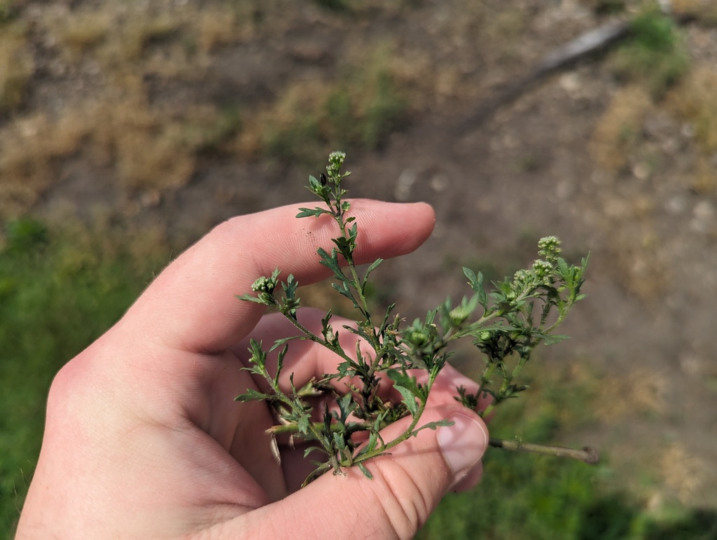 Lepidium oblongum (Veiny pepper grass), native California herb
