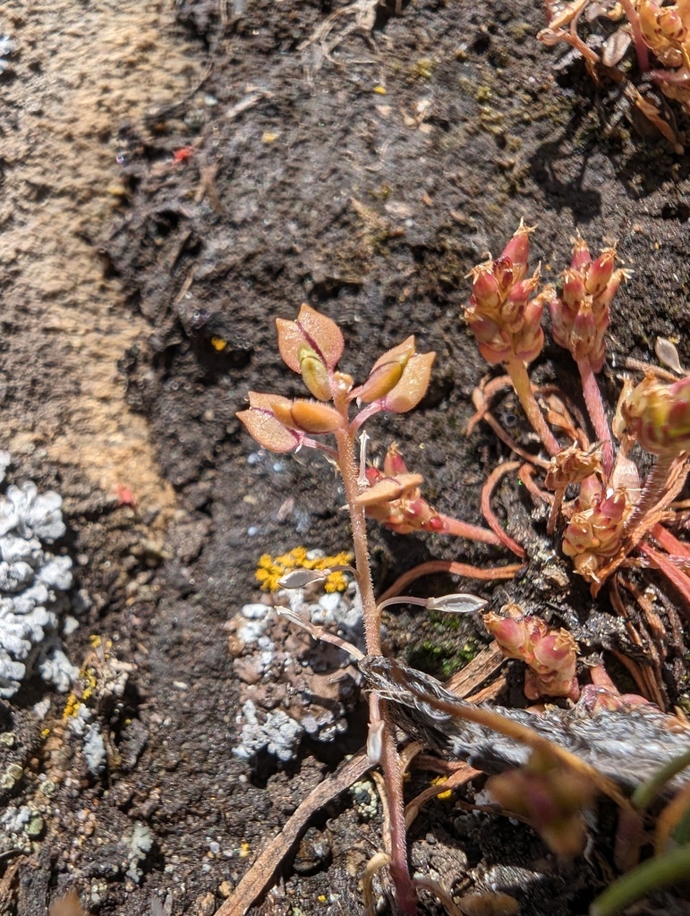 Lepidium oxycarpum (Forked pepperweed), native California herb