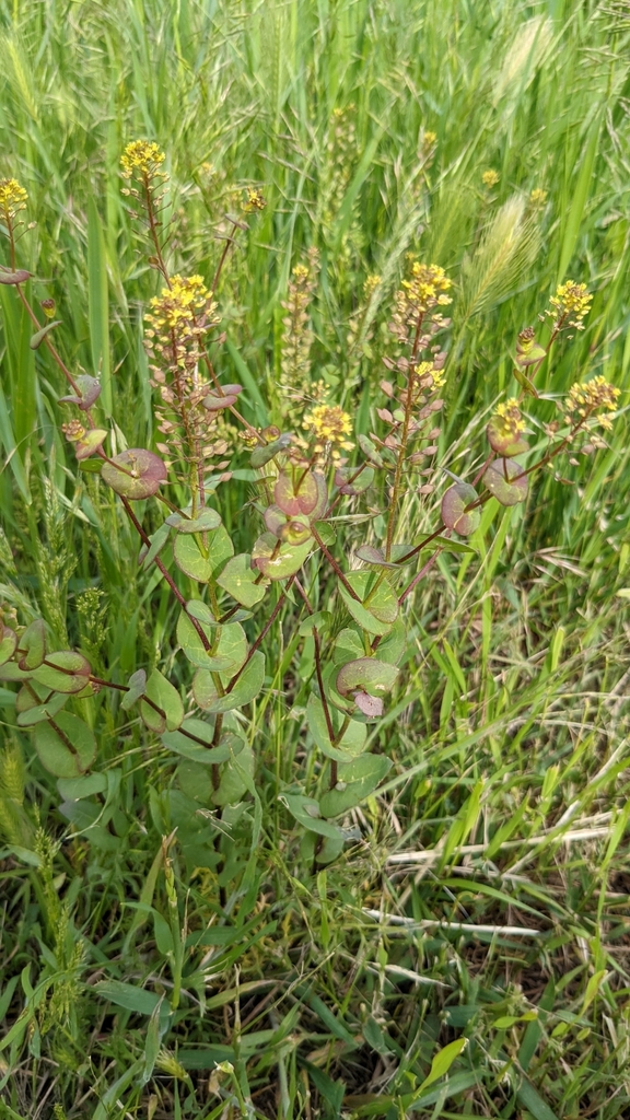 Lepidium perfoliatum (Clasping pepperweed), non-native California herb