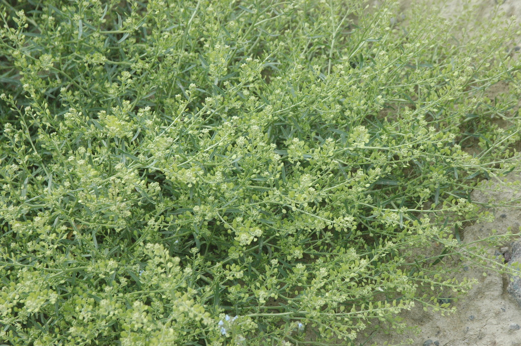 Lepidium ramosissimum (Manybranched pepperweed), native California herb