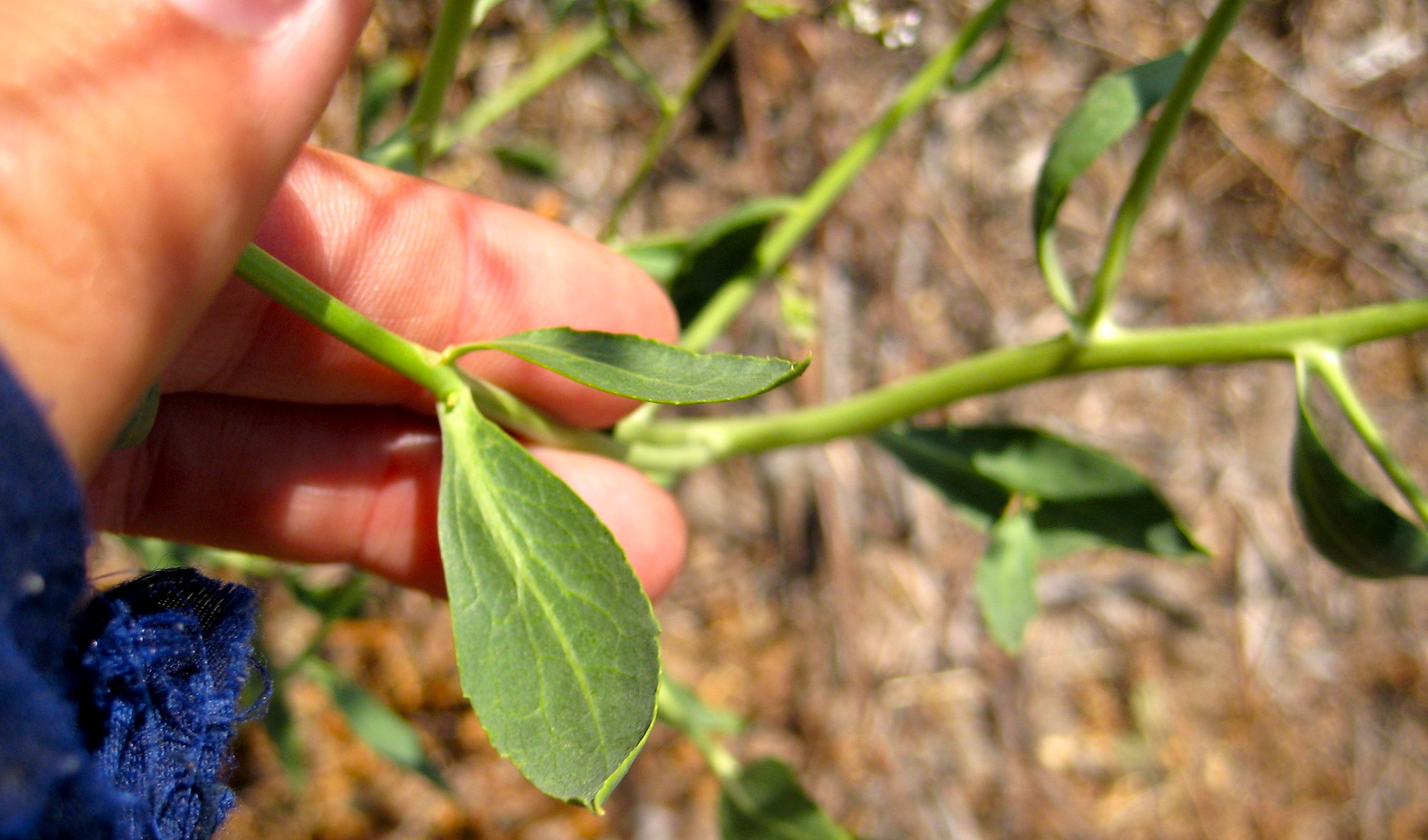 Lepidium sp. (Peppergrass), non-native California perennial