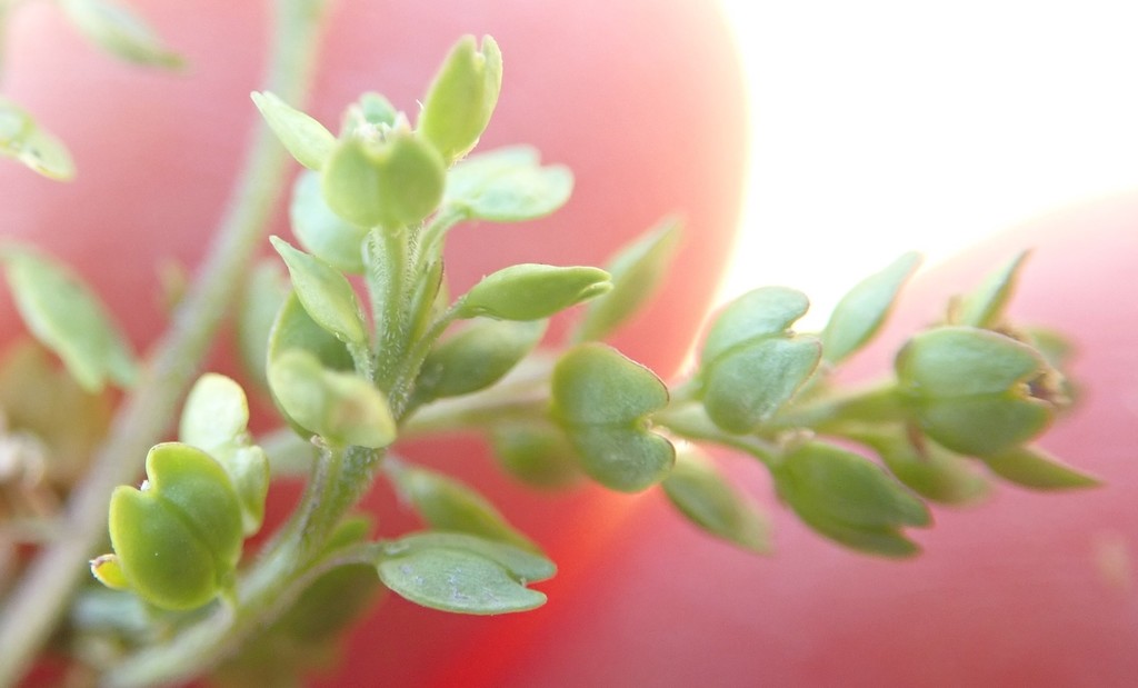 Lepidium strictum (Peppergrass), native California herb