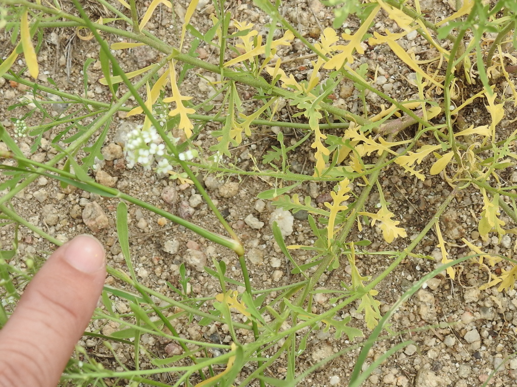 Lepidium thurberi (Thurber's pepper grass), native California herb