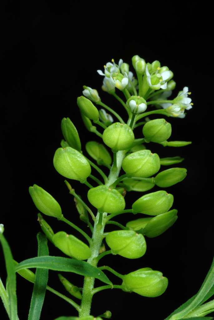 Lepidium virginicum subsp. virginicum, native California annual
