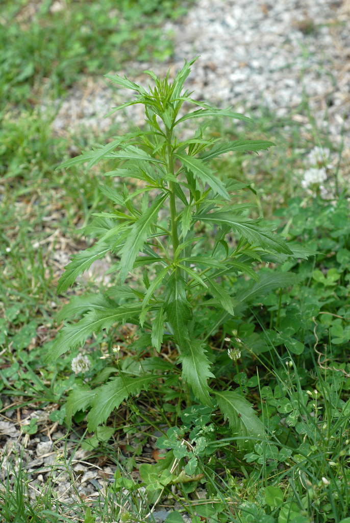 Lepidium virginicum (Virginia pepperweed), native California herb