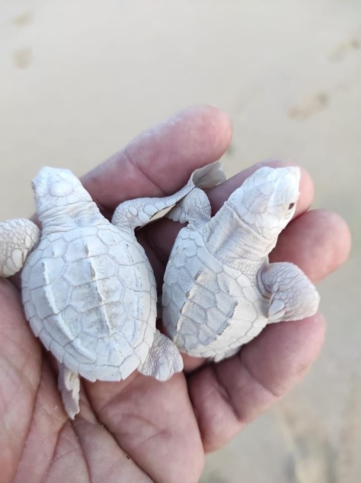 Lepidochelys olivacea (Olive (=Pacific) ridley sea turtle), California species